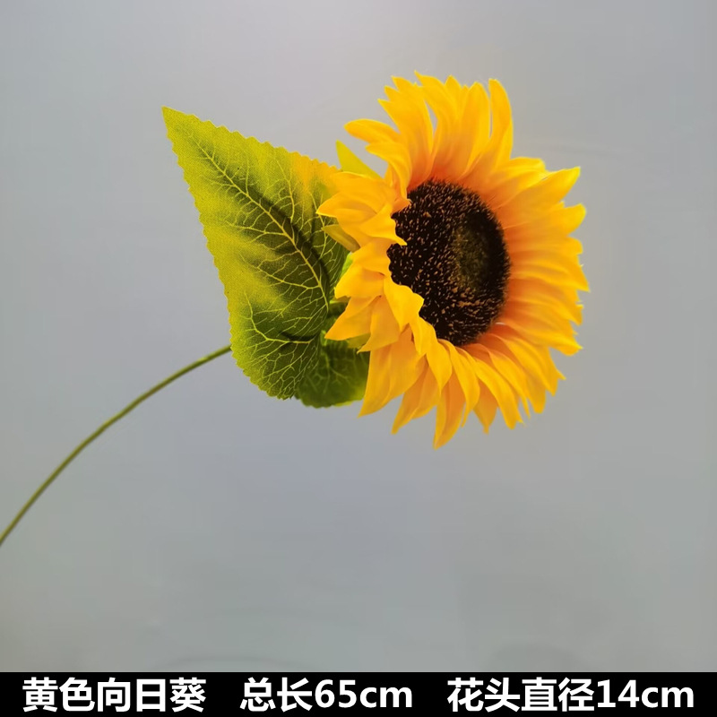 Tournesol à tête unique
