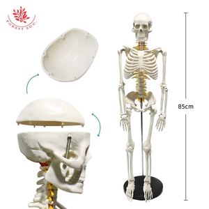 Bộ xương con người mô hình 85cm frt005 W/tủy sống và thần kinh giải phẫu Bộ Xương cấu trúc mô hình y tế con người nghiên cứu mô hình - Product Image 2