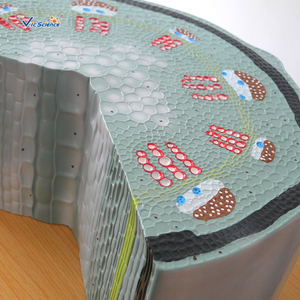 Modèle de plante en PVC écologique, structure de tige dicotyléenne, modèle de tige de tournesol - Product Image 6