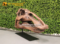 Tête de dinosaure fossile haute simulation My Dino DS-131 pour exposition muséale, à vendre