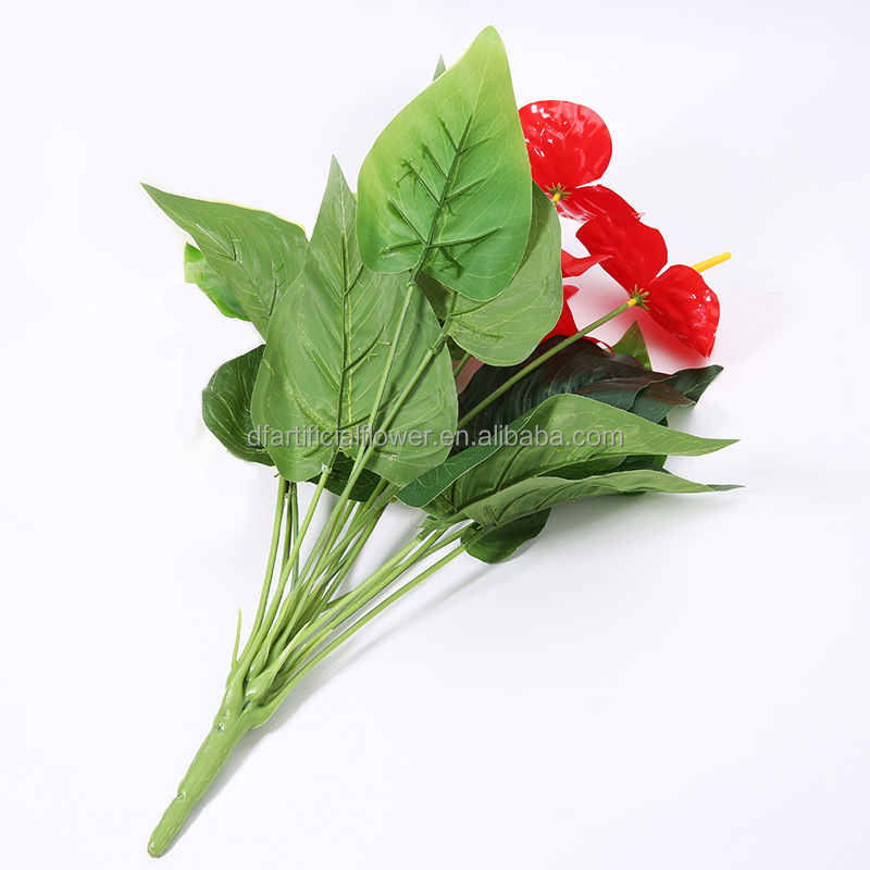 bleeding heart philodendron Heart Leaf Philodendron