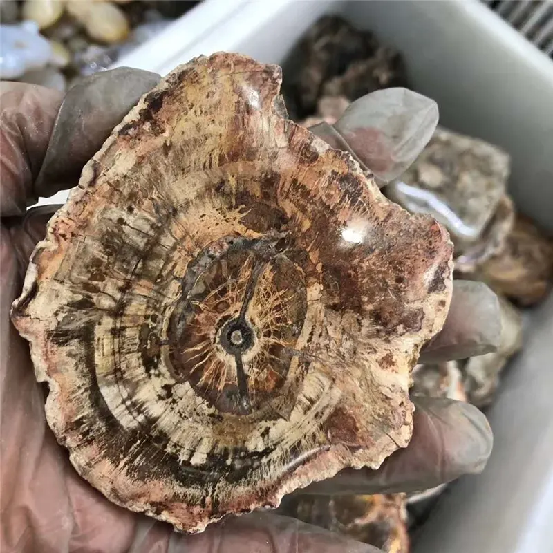 wholesale polished natural fossil petrified wood slices cheap fossil stone slabs prices rock stone for sale