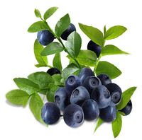 Vente en gros d'extrait de fruit synsepalum dulcificum poudre de baies miracles