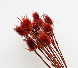 Vente d'usine Branches d'<span class=keywords><strong>Eryngium</strong></span> <span class=keywords><strong>Foetidum</strong></span> largement utilisées fleurs séchées conservées chardon conservé Eryngo - Product Image 4