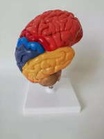 Modelo Anatómico de Cerebro Humano a Tamaño Real YULIN, con Zonas Funcionales Codificadas por Colores, Equipo de Enseñanza Médica, CE/ISO