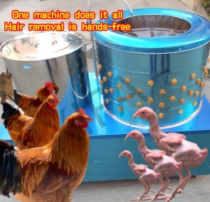 Desplumadora Industrial de Aves de Corral de Gran Tamaño, Máquina Desplumadora de Acero Inoxidable de Alta Resistencia <span class=keywords><strong>para</strong></span> Pollo, Pavo y Ganso - Product Image 4
