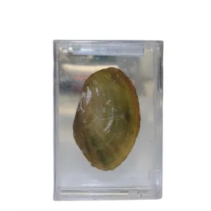 Factory Direct Sales Specimens Of Animals And Plants Blistering Specimens Of Marine Shellfish Mussel Specimen