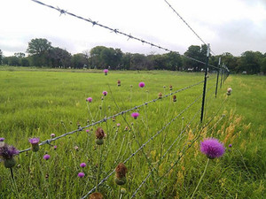 Venta Directa de Fábrica, Alambre de Púas de Alta Calidad, Precio por Rollo / Alambre de Púas Galvanizado / Alambre de Púas de Acero Inoxidable - Product Image 5