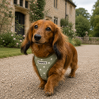 Nouvelle conception 2026 : Ensemble Harnais et Laisse pour Chien Motif Pois Sauge – Fabricant Personnalisé d'Harnais pour Animaux de Compagnie – Ensembles Assortis Collier, Laisse et Harnais – Accessoires pour Chiots