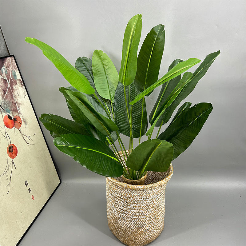 Feuille de bananier 18 têtes (sans pot)