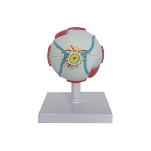 Modelo de Enseñanza de <span class=keywords><strong>PET</strong></span> de Suministros Médicos Avanzados y Modelo de Anatomía del Ojo Humano con Piezas SMD103 para la Escuela de Medicina - Product Image 2
