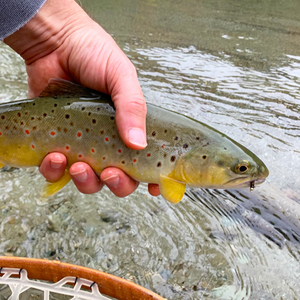 Perline in ottone scanalate per la pesca a mosca, nuove per la creazione fai-da-te di mosche per ninfa, esche per la pesca alla trota, jig, attrezzatura per <span class=keywords><strong>acqua</strong></span> dolce, 1000 pz/sacchetto - Product Image 6