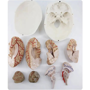 نموذج جمجمة الإنسان مع عرض طبي للمخ لجمجمة الإنسان مع 8 أجزاء من الدماغ ونموذج العمود الفقري العنقي - Product Image 5