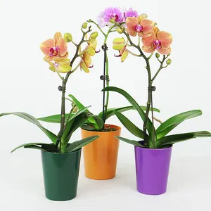 Butterfly Orchid Pot Red Palm Orchid White Palm Plastic Flower Pot Simple Gardening Green Plant Creative Pot