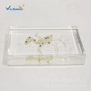 Especímenes de esqueletos de aves, modelos de enseñanza de biología para escuelas primarias y secundarias, enseñanza de anatomía. - Product Image 3