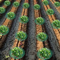 Support de plante en plastique pour plantes grimpantes, support de culture pour fraises, idéal pour le jardinage