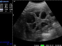 Prix de gros Instrument de scanner à ultrasons vétérinaire numérique portable Équipement pour animaux médicaux Appareils de surveillance vétérinaires