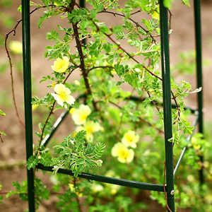 Obélisque <span class=keywords><strong>de</strong></span> jardin triangulaire moderne en acier pour plantes grimpantes - Product Image 3