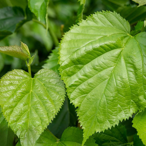 Mulberry Leaf <b>Extract</b> Natural Herbal Powder Morus Alba Leaf <b>Extract</b> for Wellness and Ayurvedic Formulations - Product Image 4