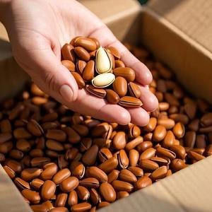 Tự Nhiên Tươi Thu Hoạch Thông Đỏ Hạt Nhà Cung Cấp Từ Trung Quốc Hạt Thông Số Lượng Lớn Bán Buôn Cho Snack - Product Image 4