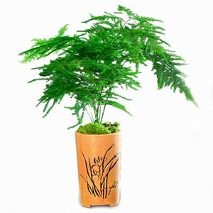 Plante artificielle de fougère asperge en pot pour décoration de bureau intérieure, style moderne et simple, en plastique - Product Image 4