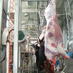 Équipement d'abattage de bétail entièrement automatisé pour usine de transformation de viande et abattoir - Product Image 3