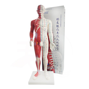 Modèle de points d'acupuncture en plastique coloré de 60 cm grandeur nature pour l'enseignement et l'apprentissage de la médecine chinoise - Product Image 4