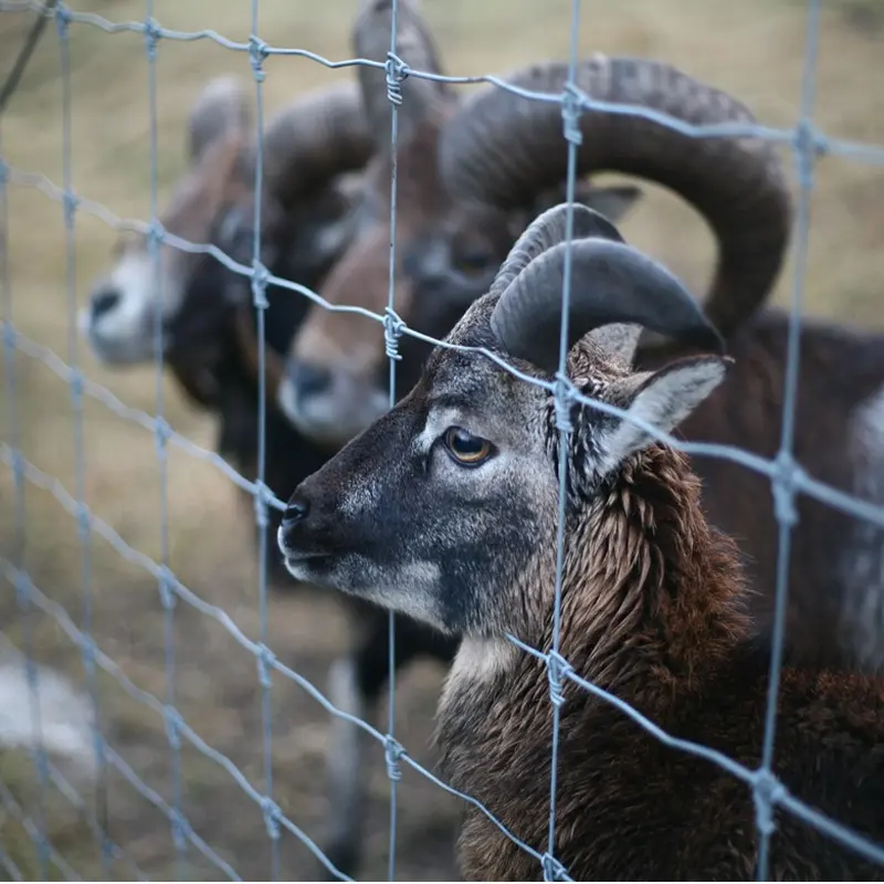 Jaring pagar sapi dan domba, pagar logam peternakan sapi untuk kambing ternak