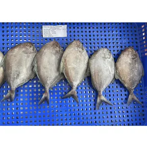 Exportación de China redonda entera IQF WR PRECIO DE Pomfret negro congelado Precio de pescado de Pomfret negro congelado