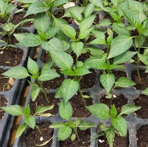 Bandejas de semillero ecológicas 128 agujeros Bandejas de cultivo de <span class=keywords><strong>plantas</strong></span> de vivero para jardinería y agricultura - Product Image 4