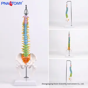 Modèle anatomique de colonne vertébrale flexible colorée de 50 cm, os du bassin, fémur, <span class=keywords><strong>squelette</strong></span> humain, outil d'enseignement médical, vertèbres <span class=keywords><strong>cervicales</strong></span> - Product Image 5