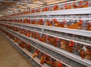 Cage pour poules pondeuses 1000 <span class=keywords><strong>Cages</strong></span> pour poules pondeuses <span class=keywords><strong>Cages</strong></span> pour poules pondeuses pour poules pondeuses pour 10000 oiseaux - Product Image 5