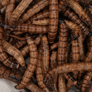 Direto-Preservado Da Fábrica Mealworms Amarelos, réptil nutritivo & alimento do pássaro, deleites de alta proteína - Product Image 1