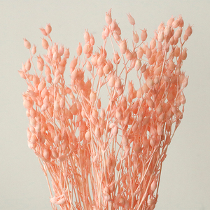 Paquete de Materiales para Manualidades con Flores Eternas, <span class=keywords><strong>Atrapamoscas</strong></span>, Hierba, Vela Flotante en <span class=keywords><strong>Botella</strong></span>, Aromaterapia, Material Floral - Product Image 6