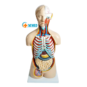 Modelo de torso humano de ambos sexos, piezas desmontables, modelo de anatomía médica, edición profesional - Product Image 1