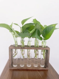 Plantes aquatiques support de plantes <span class=keywords><strong>en</strong></span> <span class=keywords><strong>bois</strong></span> Terrarium avec 5 tubes <span class=keywords><strong>en</strong></span> verre jardinière de bureau hydroponique - Product Image 2