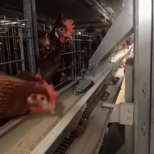 Hệ thống lồng nuôi pin tối ưu cho chăn nuôi gia cầm tự động hoàn thành chăn nuôi gà thép chuồng Điều kiện Mới - Product Image 1