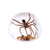 Modèle biologique de tarantule araignée, insecte réel dans un bloc de résine époxy, différentes tailles, fournitures scolaires, ressources pédagogiques, taxidermie