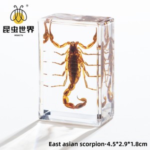 Artigianato Jingling: Esemplari di Insetti Veri (Stag Beetles, Scorpioni, Golden Tortoise Beetles, Ragni) in Stile Cinese, Acrilico Semi-lavorato a Mano - Product Image 4