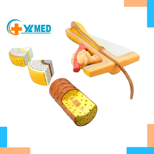 Scienza medica di alta qualità 700 volte ingrandito modello di anatomia dei capelli PVC 4 parti modello di <span class=keywords><strong>formazione</strong></span> al miglior prezzo - Product Image 1