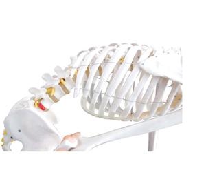 <span class=keywords><strong>Esqueleto</strong></span> <span class=keywords><strong>Humano</strong></span> Flexible de PVC de Tamaño Real con Ligamentos, 180 cm de Altura, Modelo Anatómico de Hueso <span class=keywords><strong>Humano</strong></span> para Uso Médico - Product Image 4