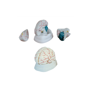 ADA Ciencia médica El modelo anatómico cerebral y el modelo de arteria cerebral para la demostración de enfermedades Herramienta de enseñanza médica - Product Image 1