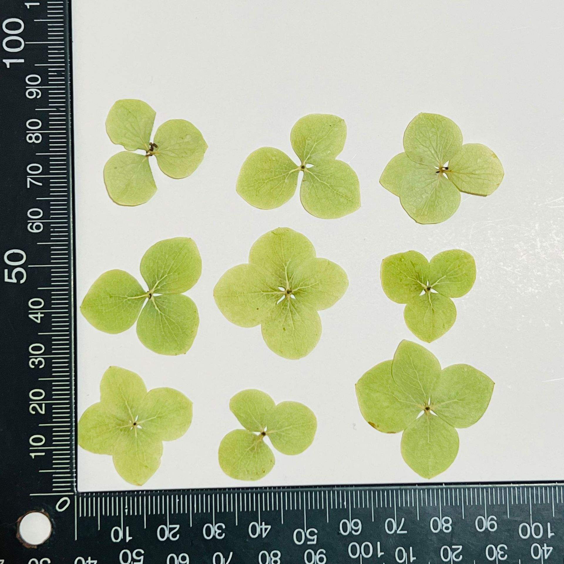 Anna Hydrangea couleur naturelle (12 fleurs par paquet)