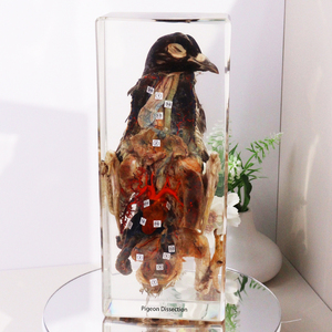 Động vật thực nhựa Mẫu taxidermy Pigeon bóc tách đồ chơi giáo dục cho trường trung học - Product Image 2