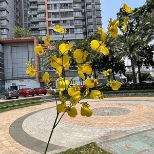 Muro de Flores Artificiales para Recepción de Hotel, Orquídea Amarilla Danzante, Clavel Verde, Seda, 60 cm, Chen's Soft Commercial Beauty - Product Image 4
