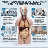 Modelo Anatómico de Torso Humano a Medio Cuerpo con 12 Órganos Removibles para Educación Escolar en Biología, con Certificaciones CE, ISO, ROHS y CNAS
