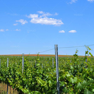 Palo per Vigneto in Acciaio Zincato Altezza 2.4m-2.8m per la Coltivazione del Vino in Italia - Product Image 3