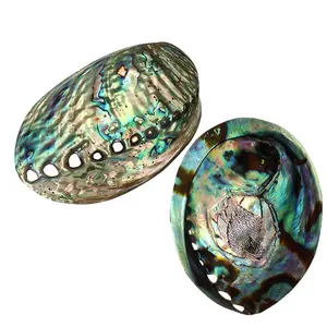 Bulk sales Price for Polished abalone shell
