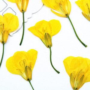 Têtes de fleurs de canola séchées pressées pour l'art de la résine, le nail art, le scrapbooking, les marque-pages et l'art floral pressé - Product Image 4