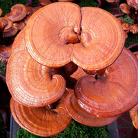 Poudre de spores de Reishi Ganoderma Lucidum 98% en capsules brisées, Triterpènes